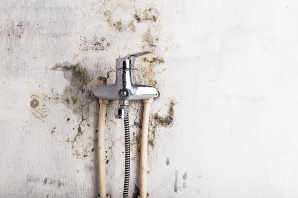 Best Mold Removal Company Near Me  in Heartland, TX
