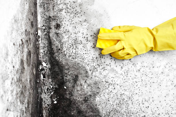 Best Certified Mold Removal  in Heartland, TX