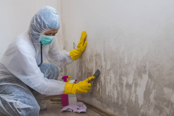 Best Mold Removal and Inspection  in Heartland, TX