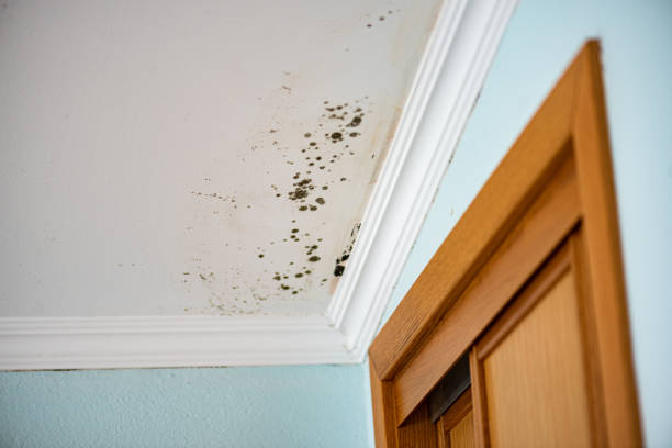 Best Office Mold Removal Services  in Heartland, TX