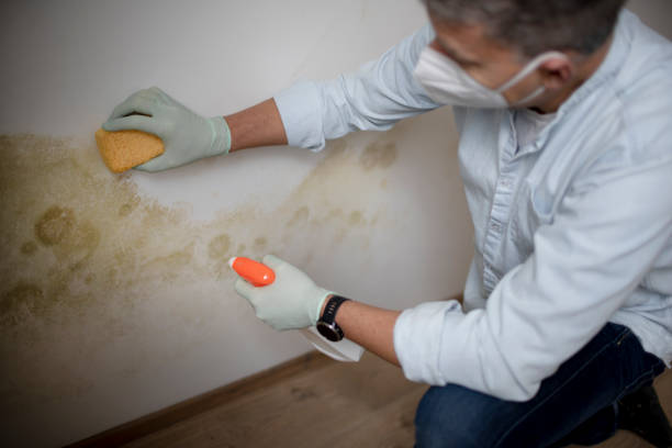 Best Emergency Mold Removal  in Heartland, TX
