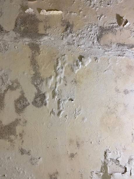 Best Residential Mold Removal  in Heartland, TX