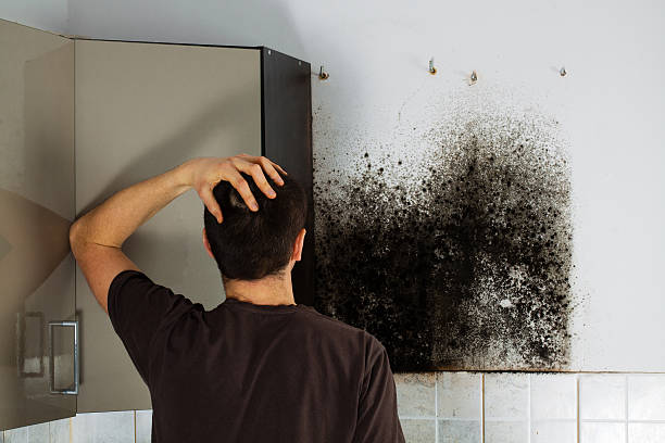 Best Residential Mold Removal  in Heartland, TX