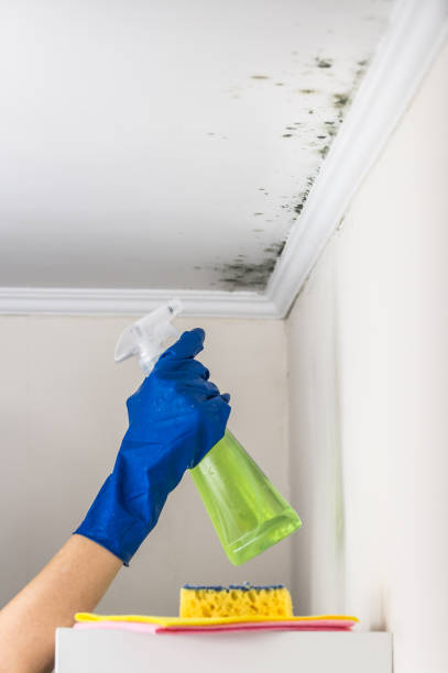 Best Mold Remediation  in Heartland, TX