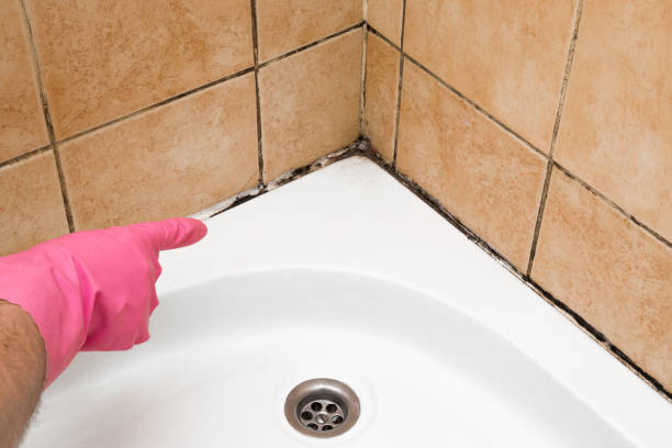 Office Mold Removal Services in Heartland, TX