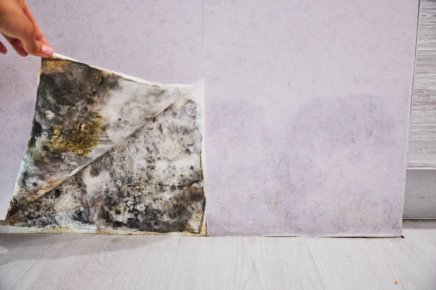 Best Mold Damage Repair  in Heartland, TX